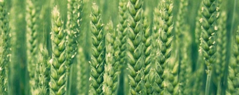 西农587小麦种子介绍，适宜播种期10月中下旬