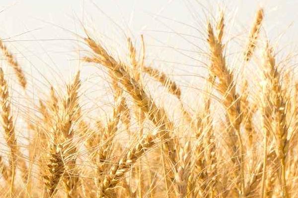 平麦26小麦品种简介，适宜播种期10月8日—20日