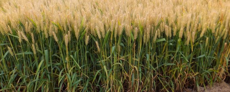 秦麦369小麦种子特点，与对照品种周麦18熟期相当