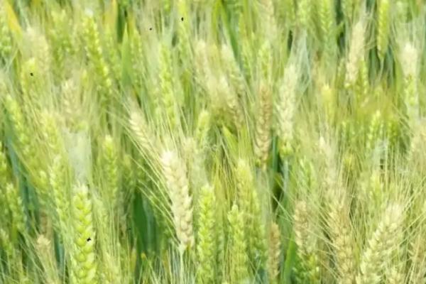 秦麦369小麦种子特点，与对照品种周麦18熟期相当