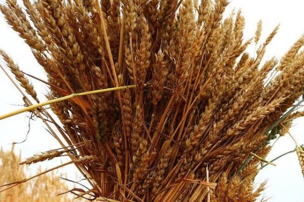 齐民20号小麦种简介，每亩适宜基本苗18万—20万