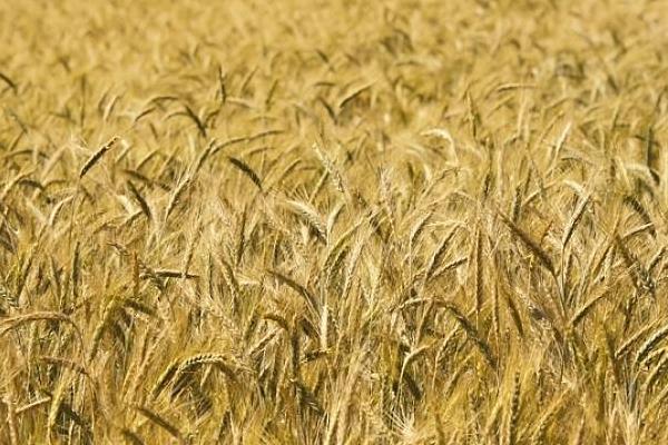齐民20号小麦种简介，每亩适宜基本苗18万—20万