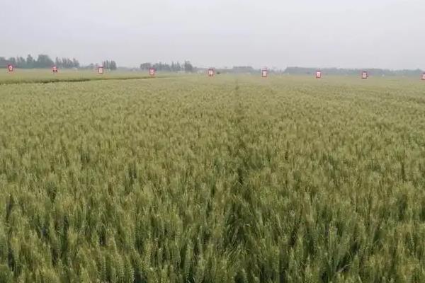郑麦158小麦种子介绍，每亩适宜基本苗14万—22万
