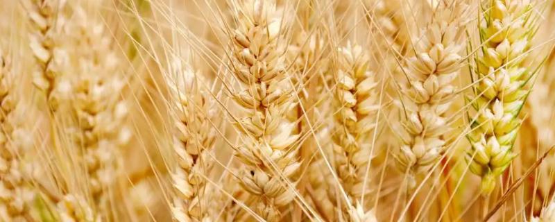 华皖麦10号小麦品种简介，每亩适宜基本苗15万—22万