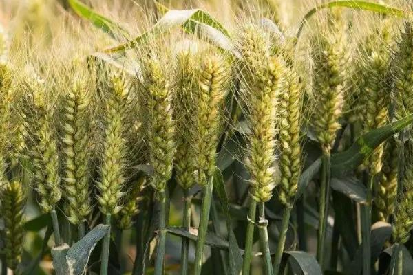 信粮10号小麦品种简介，每亩适宜基本苗14万—20万