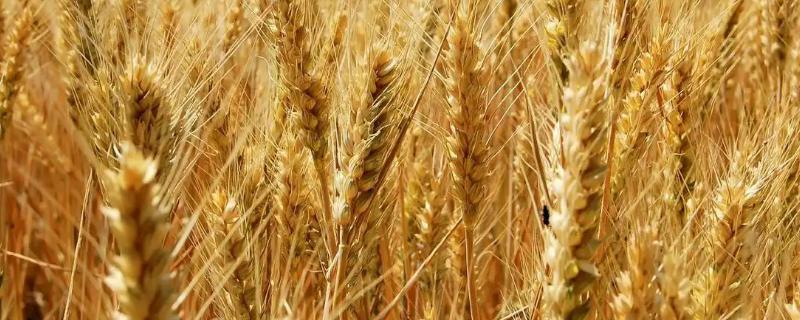 信粮10号小麦品种简介，每亩适宜基本苗14万—20万