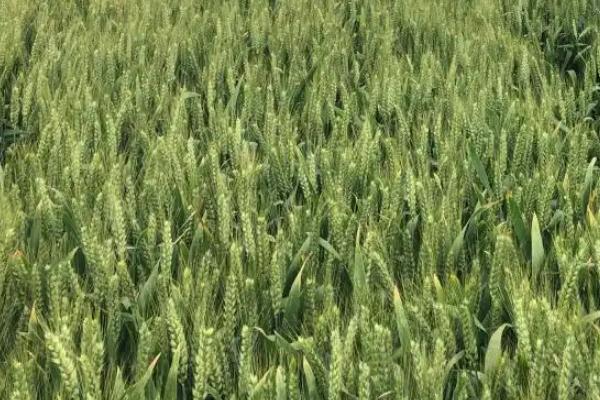 淮麦49小麦种子介绍，每亩适宜基本苗14万—22万