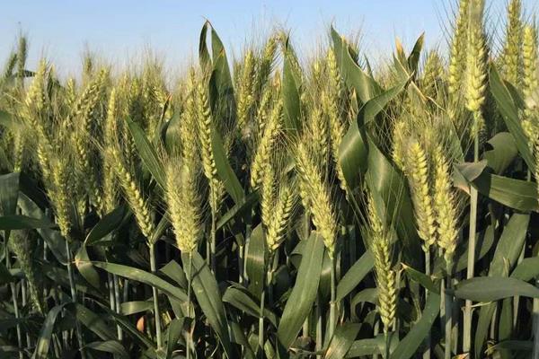 扬辐麦14小麦种子简介，每亩适宜基本苗16万—18万