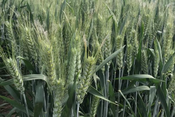 华麦18号小麦种子特点，每亩适宜基本苗15万—17万