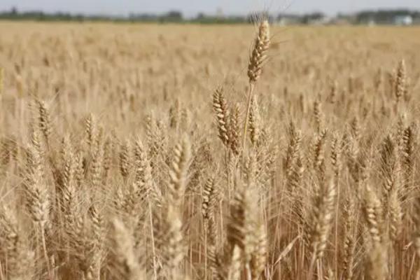 华麦18号小麦种子特点，每亩适宜基本苗15万—17万