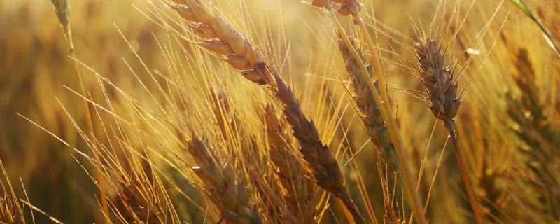 扬辐麦14小麦种子简介，每亩适宜基本苗16万—18万