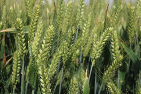 蜀麦114小麦种子简介，每亩适宜基本苗12万—14万