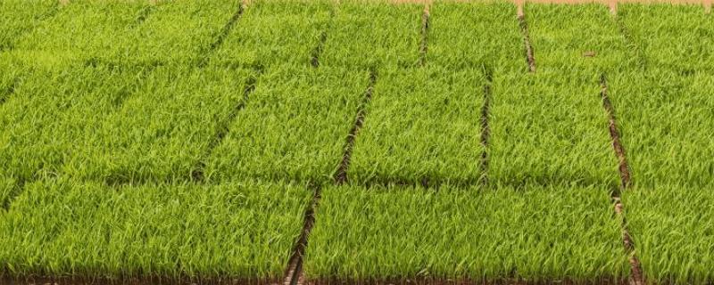水稻秧苗多少天可以移栽，通常35-40天左右便可移栽