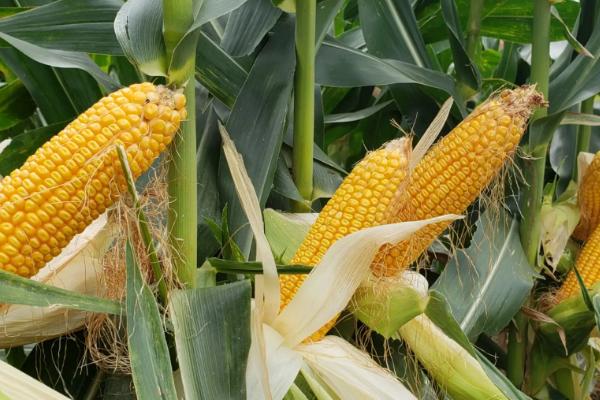 石彩糯7号玉米品种简介，适宜密度为4000株/亩左右