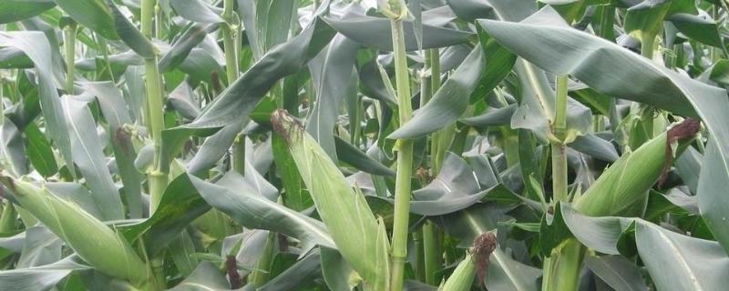 河农青贮258玉米种子介绍，适宜播期为6月18日左右