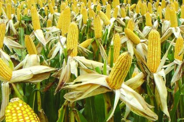 冀糯181玉米种简介，注意和其它品种有效隔离