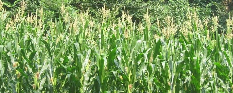 大汇18玉米种子特点，适宜密度为4500株/亩左右