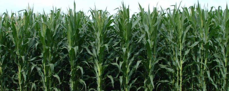 华丰538玉米种子简介，适宜密度为4500株/亩左右
