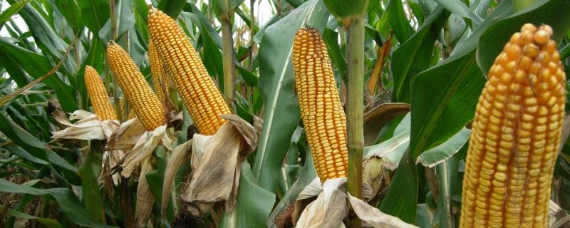 中农大2036玉米种子特点，保证一次播种保全苗