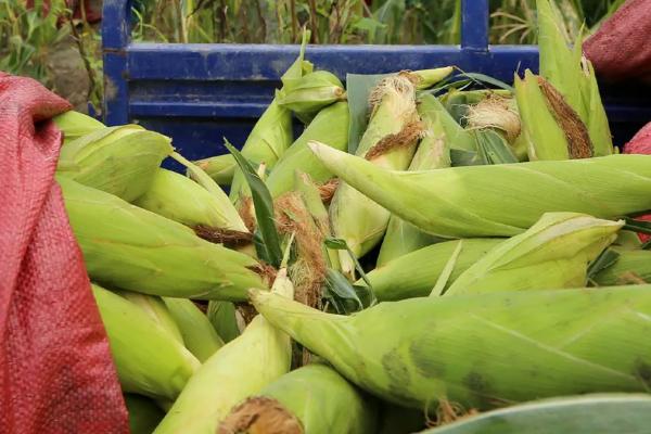 中农大2036玉米种子特点，保证一次播种保全苗