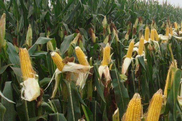 中冠708玉米种子特征特性，适宜播期为6月10日～25日