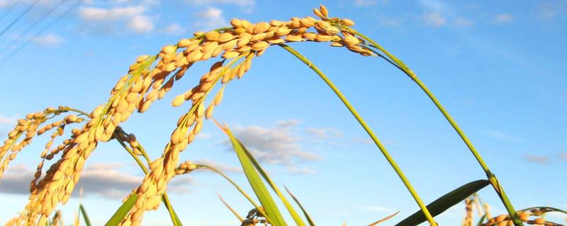 滨稻11水稻种子介绍，播种量控制在150克/盘左右