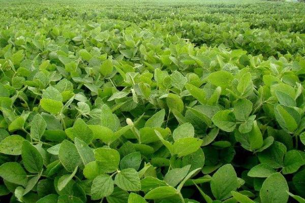 冀豆27大豆品种简介，适宜播种期6月中旬