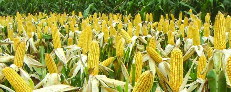 民沣66玉米种子特征特性，播种时采用等行距60厘米