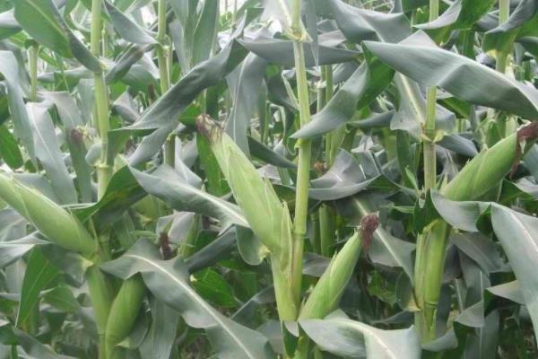 尧元1133玉米种子特征特性，播种时采用等行距60厘米
