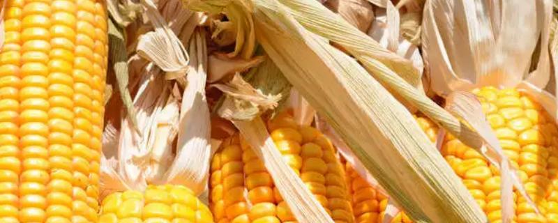 德育518玉米种子简介，适宜播期为6月15日～20日
