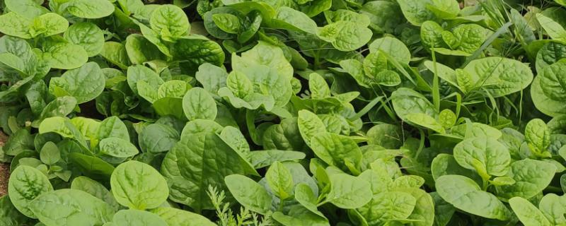 木耳菜适合在农村小院种植吗，种植简单适合在小院种