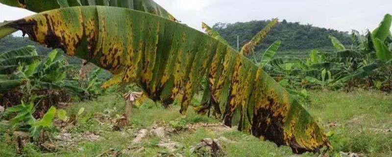 香蕉叶斑病，分为黄条叶斑病和黑条叶斑病