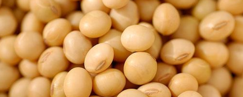 邯豆24大豆种子特点，每隔7~10天防治1次