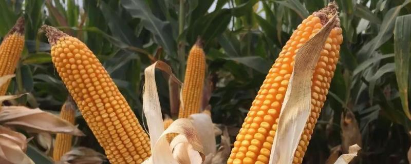 DF993玉米品种简介，适宜播期4月下旬至5月上旬