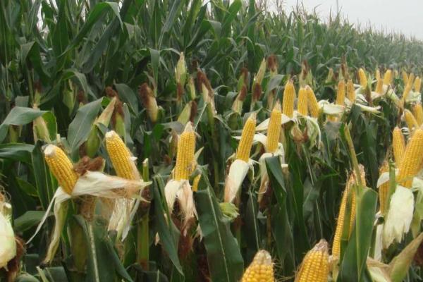 H1862玉米品种的特性，适宜密度为5000株/亩左右