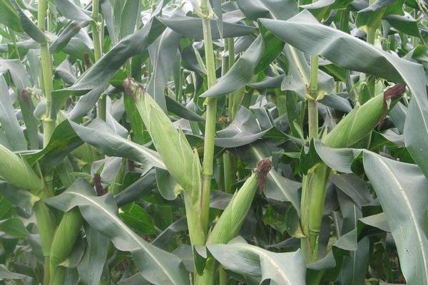 道育6号玉米种子简介，注意防治病虫害