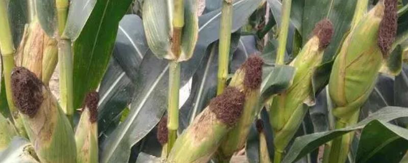 道育6号玉米种子简介，注意防治病虫害