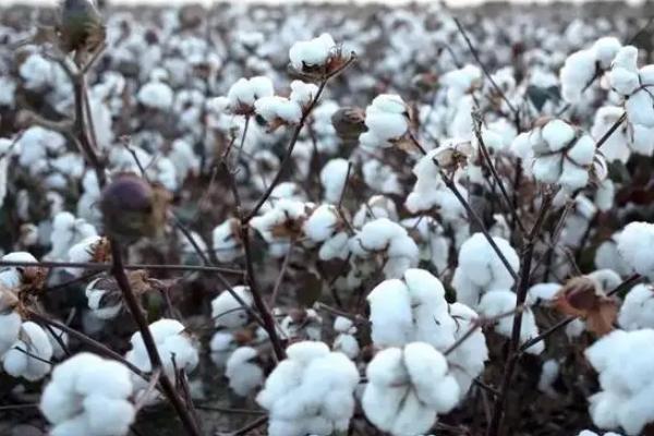 冀棉126棉花种子特征特性，覆膜地4月中旬播种