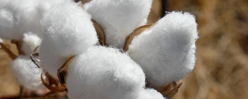 邯505棉花种子介绍，转基因抗虫常规棉品种