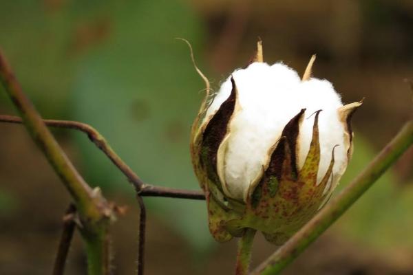 冀棉126棉花种子特征特性，覆膜地4月中旬播种