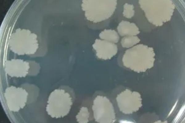 枯草芽孢杆菌的防治对象，可防治青枯病、溃疡病、性软腐等