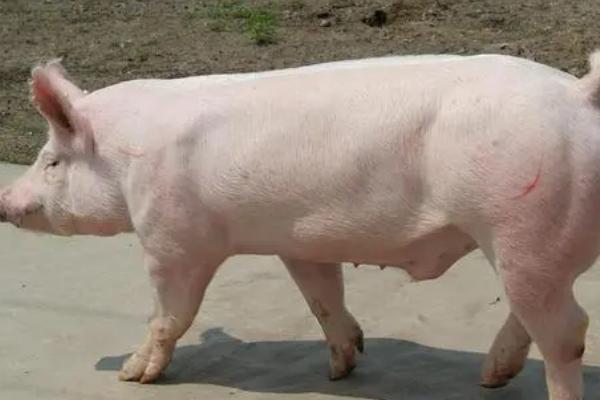 大白猪和长白猪的区别，产地、外貌和毛色均不同