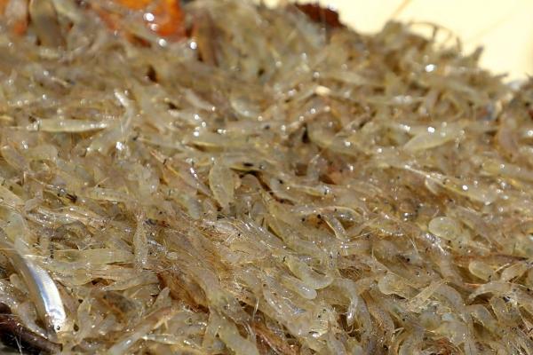 河虾的捕捞方法，饵料可选择白面、玉米面等