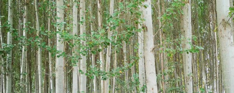 柏杨树是什么植物，是落叶乔木