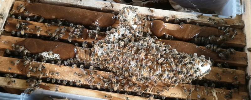蜜蜂秋繁技术，要及时防治蜂螨