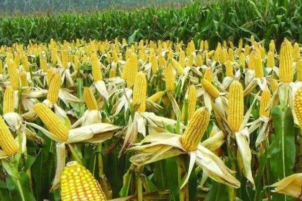 金陇558玉米种子特征特性，大喇叭口期注意防治玉米螟