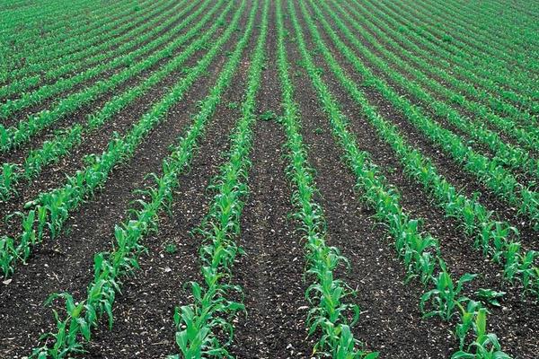 粒粒糯779玉米种子简介，注意防涝抗旱及病虫防治
