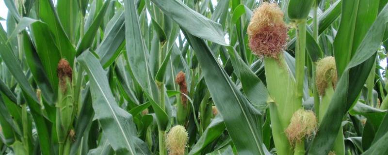 桂彩甜糯620玉米种子特点，注意防涝抗旱和病虫害防治