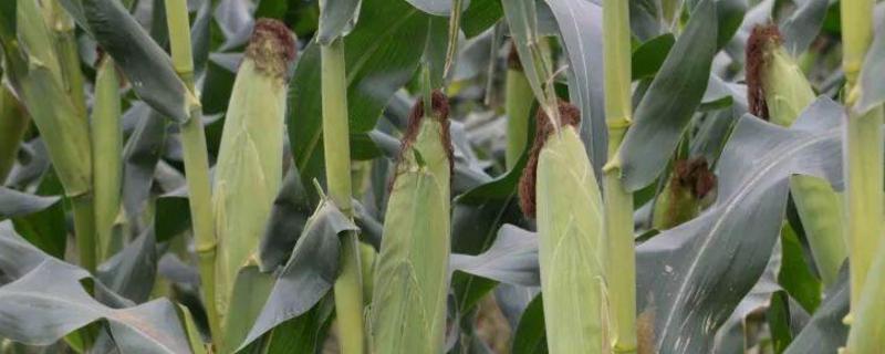 华海甜15号玉米品种简介，注意防治病虫害