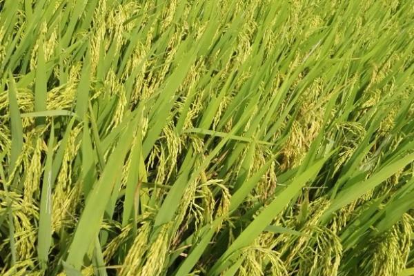 深两优898水稻品种简介，全生育期133.0天